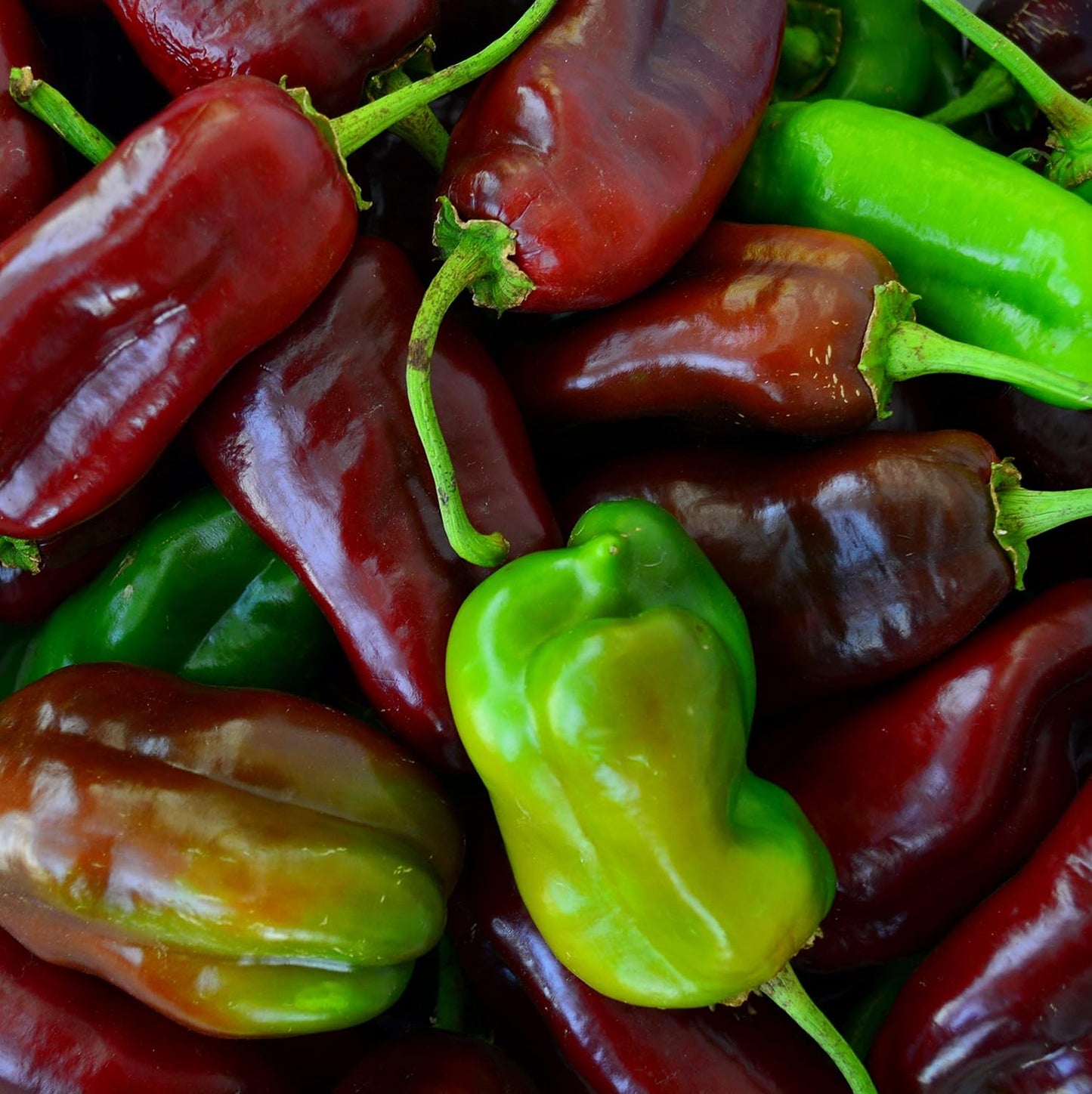 Sweet Chocolate Pepper - 25 Seeds - Heirloom & Open-Pollinated Variety, USA-Grown, Non-GMO Vegetable Seeds for Planting Outdoors in The Home Garden, Thresh Seed Company