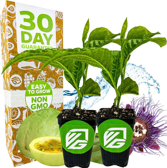 Granadilla Passion Fruit Vine Live Plant (Giant Granadilla) – Passiflora quadrangularis by Wellspring Gardens – Huge Edible Fruit – Fast-Growing & Ornamental – Great for Trellises & Fences (2-Pack)