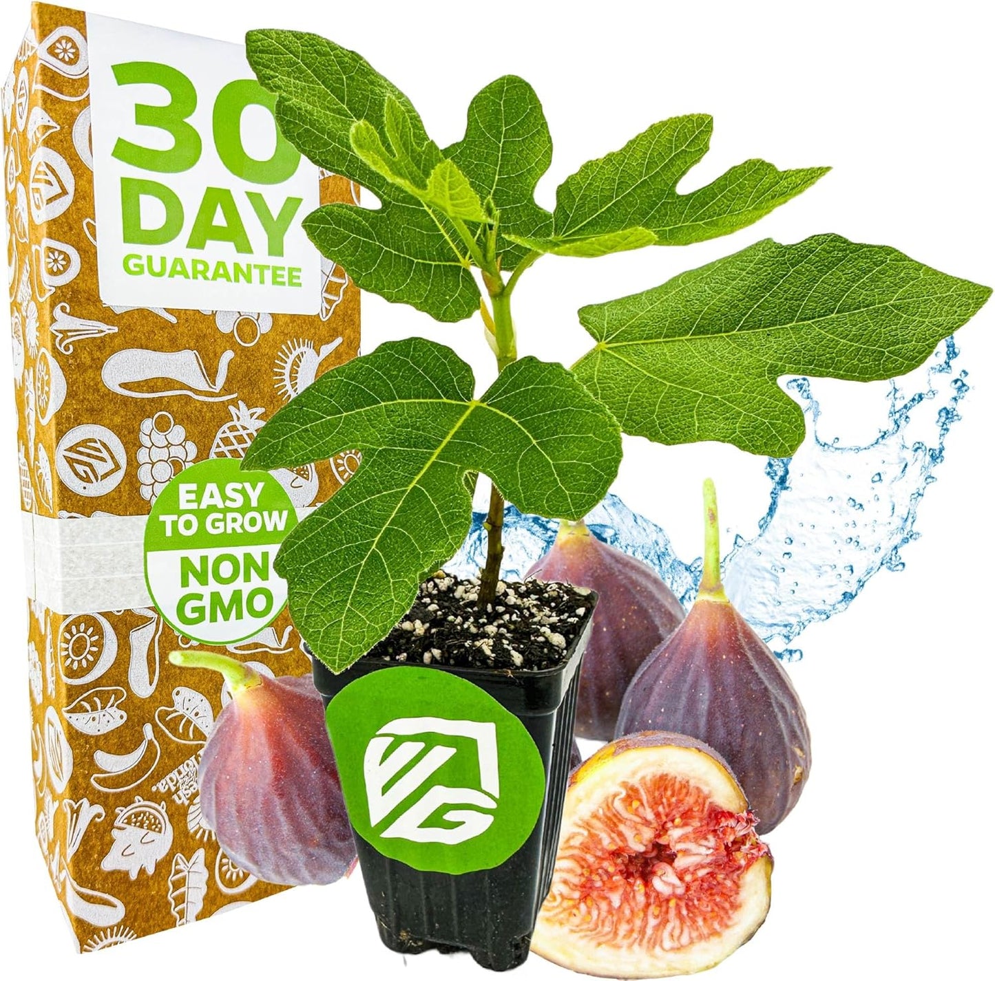 Chicago Hardy Fig Tree - Ficus carica by Wellspring Gardens - Hardy & Fruitful - Ideal for Gardens - Purple-Skinned Figs - Backyard Orchard - Edible Landscape Plant - Beginner Friendly Fruit Tree