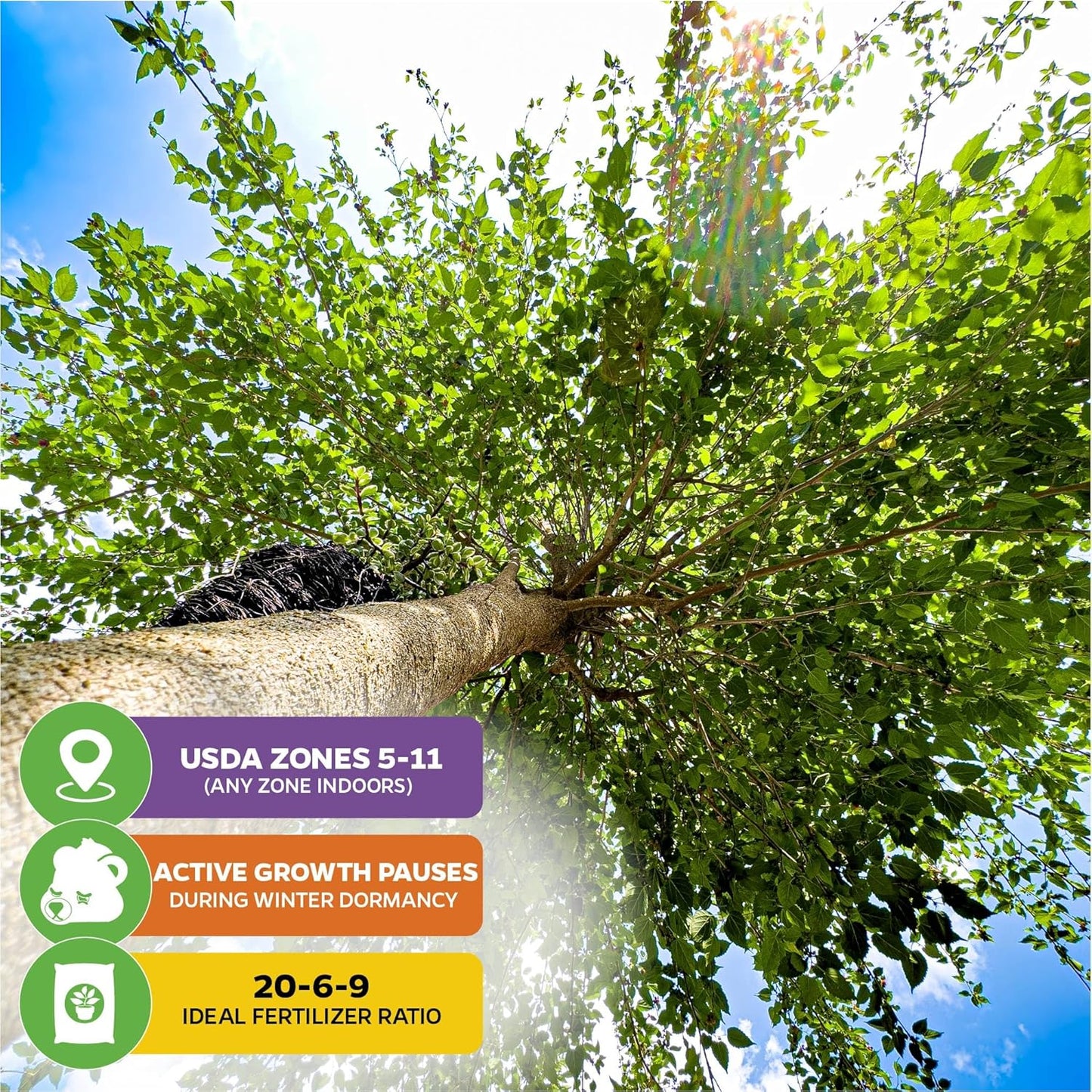 Dwarf Everbearing Black Mulberry Tree Live Plant – Morus nigra – Wellspring Gardens - Premium Fruit Tree for Indoor & Outdoor Planting – Ideal for Gardens, Patio, Landscaping, Bush & Berry Companion