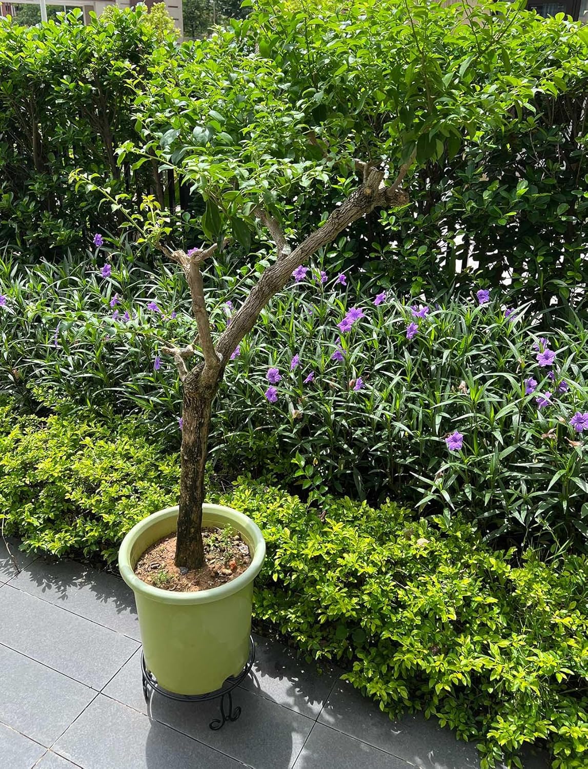 2 Pack 13'' Diameter Metal Plant Stand for Large Plant/Flower Pot Heavy Duty Potted Holder Indoor Outdoor Rustproof Iron Display Stand,Black