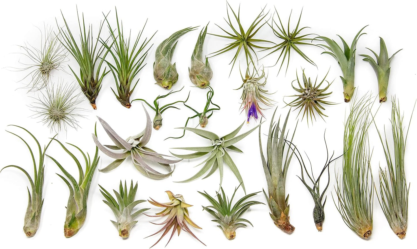 25 Grab Bag Pack Small & Medium Air Plants - Fertilizer Packet - Wholesale - Bulk - Live Tillandsia - Easy Care House Plant - Succulents