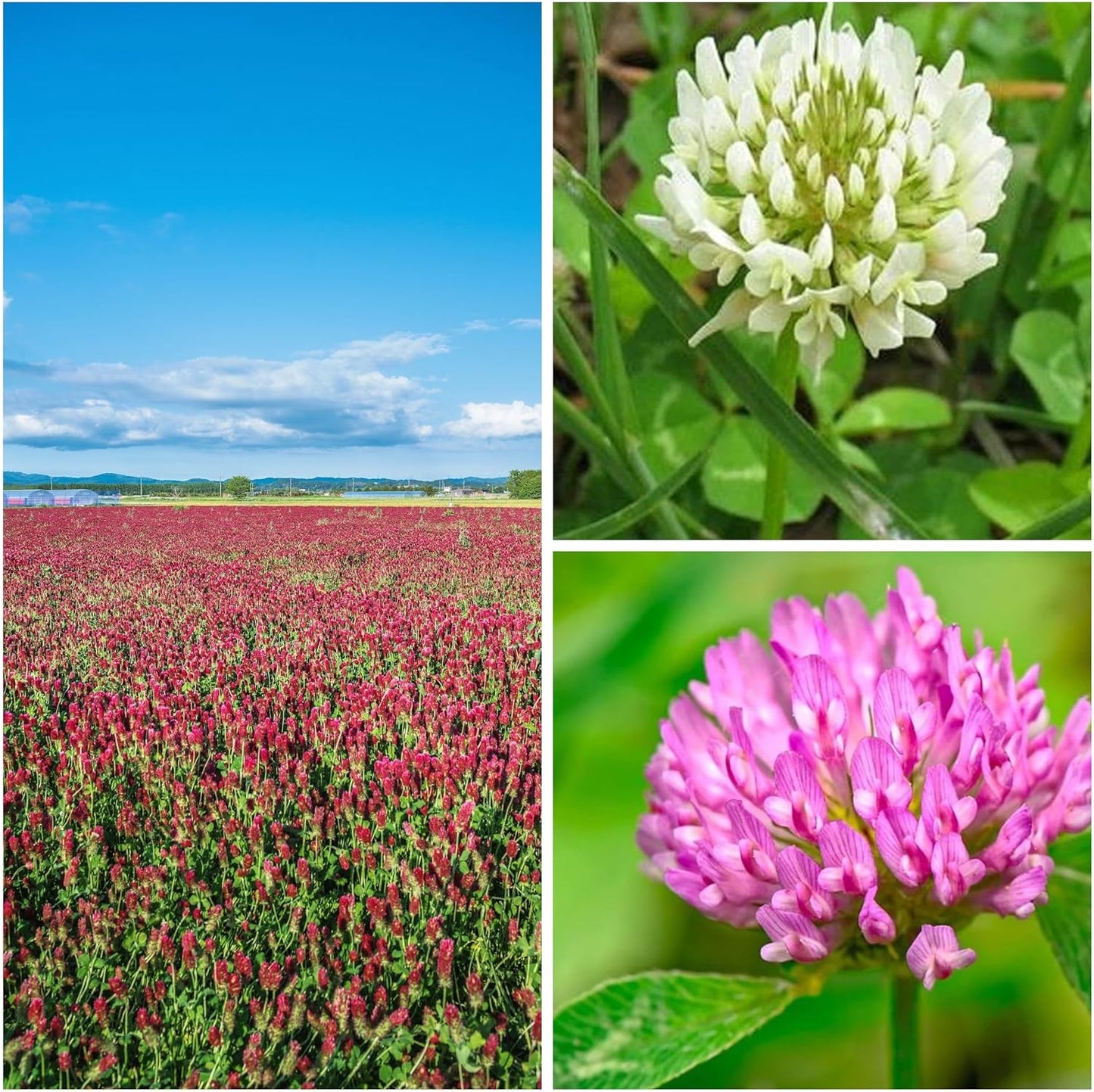 Clover Trio Seed Blend – Premium 1 Lb ~179,200 Seeds – Red, White & Crimson Clover – Cover Crop & Soil Enrichment Mix