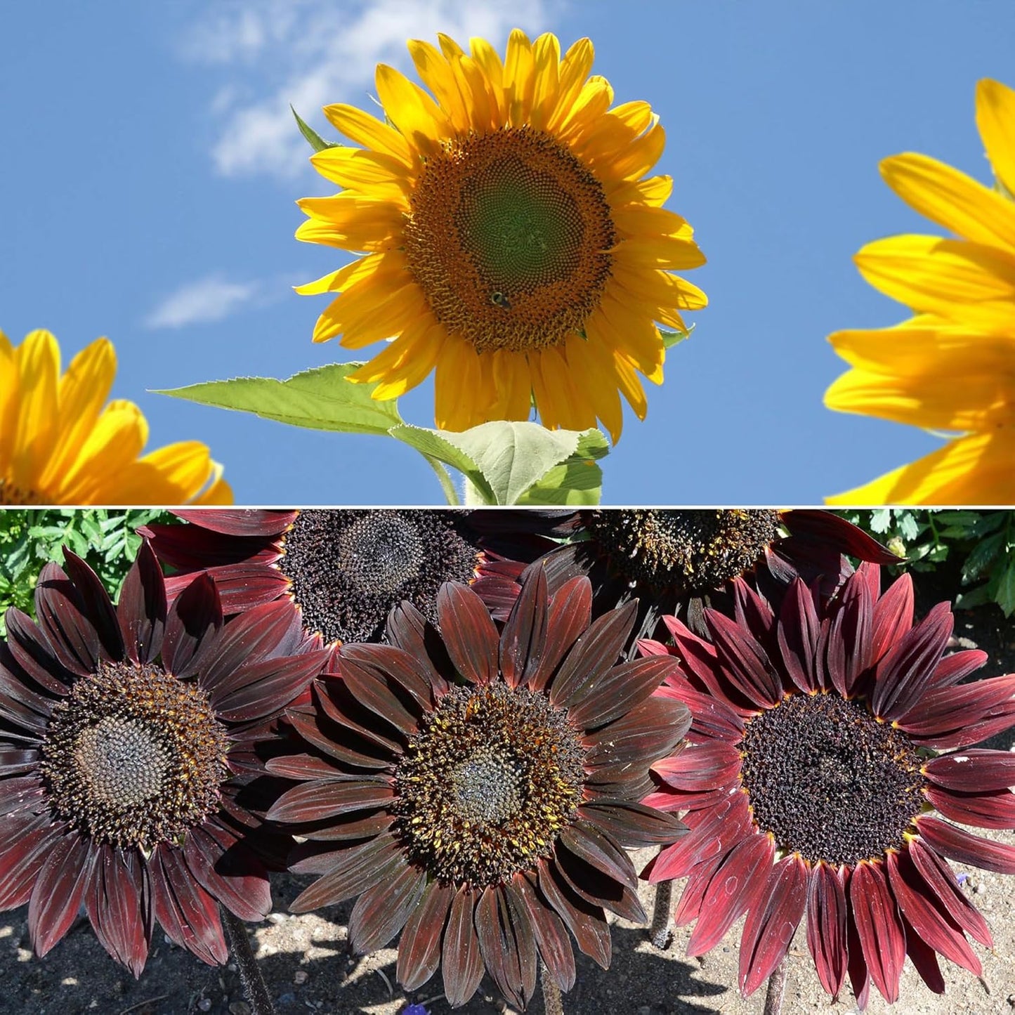 Ferry-Morse Sunsational Sunflower Bulk Flower Seeds, 1lb