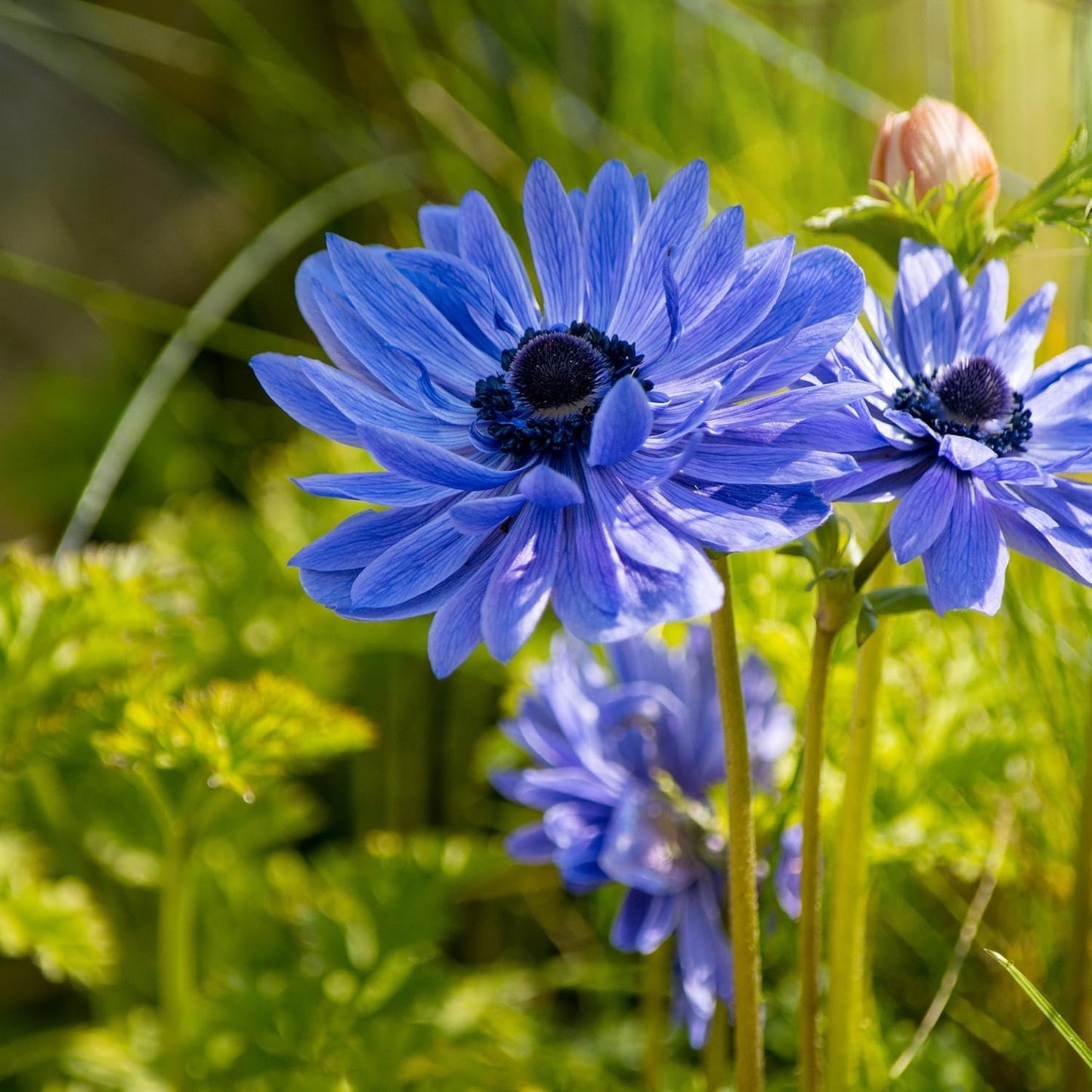 Easy to Grow Anemone Lord Lieutenant 20 Plant Bulbs - Blue Violet Flowers in Spring Outdoor