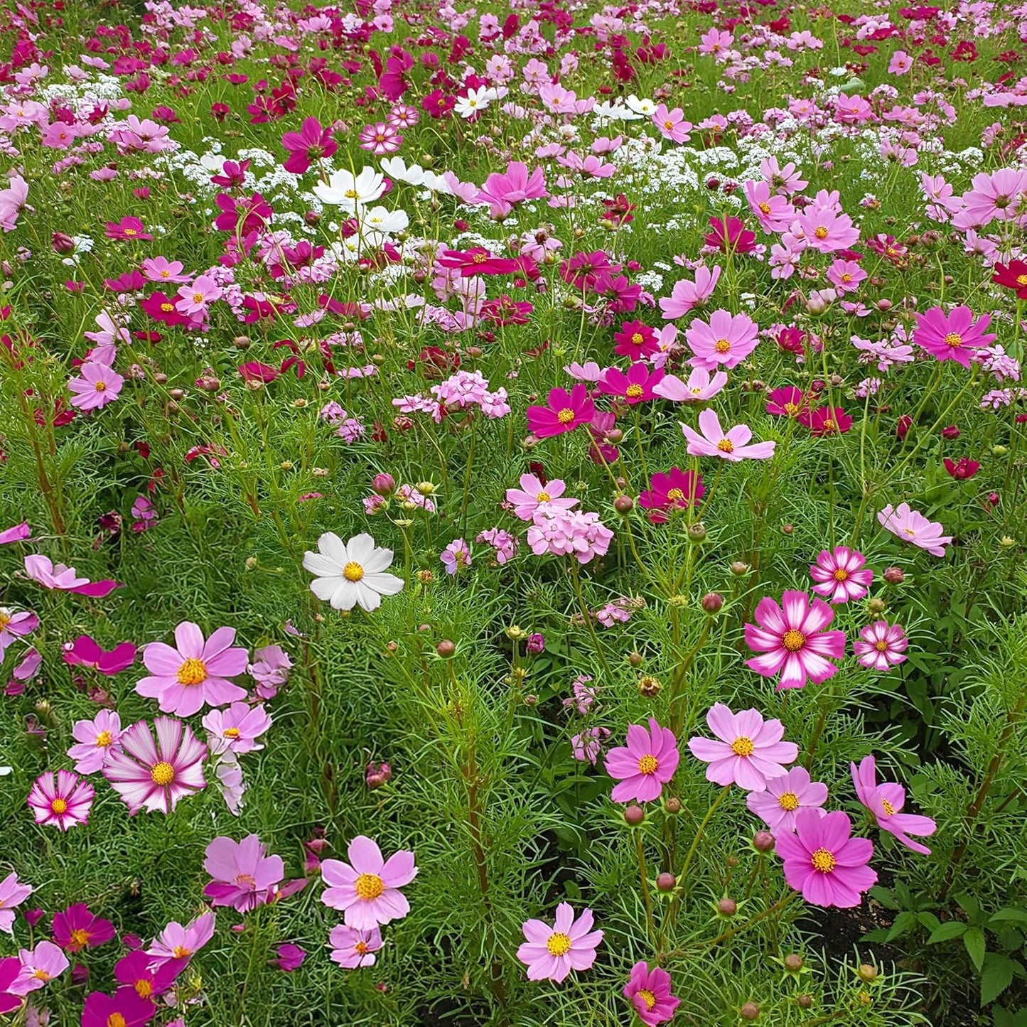 Ferry-Morse Cosmos Mix Bulk Flower Seeds, 1lb