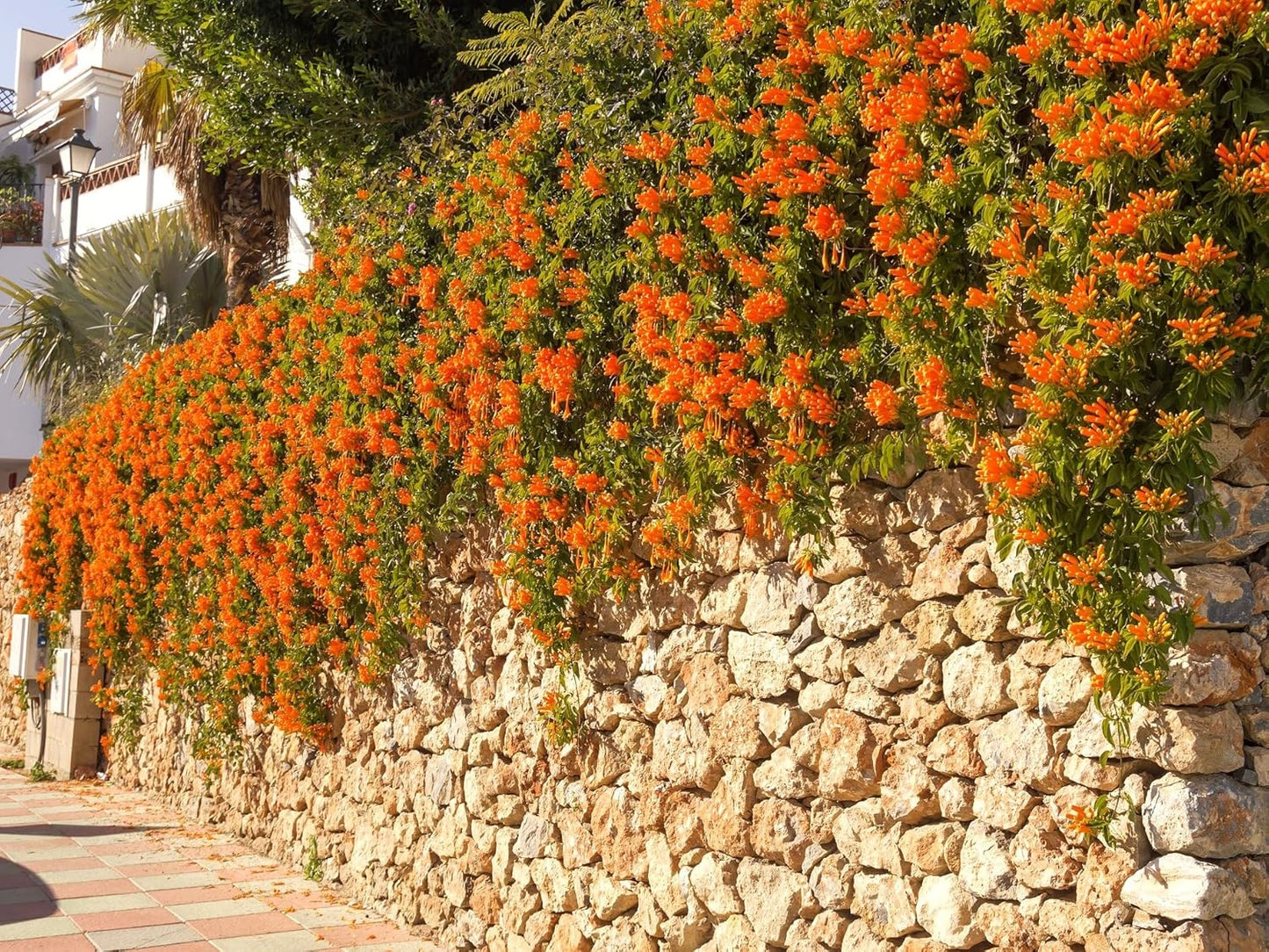 Greenwood Nursery: Live Perennial Plants - Tangerine Beauty Vine + Bignonia Capreolata - [Qty: 3X Pint Pots] - (Click for Other Available Plants/Quantities)