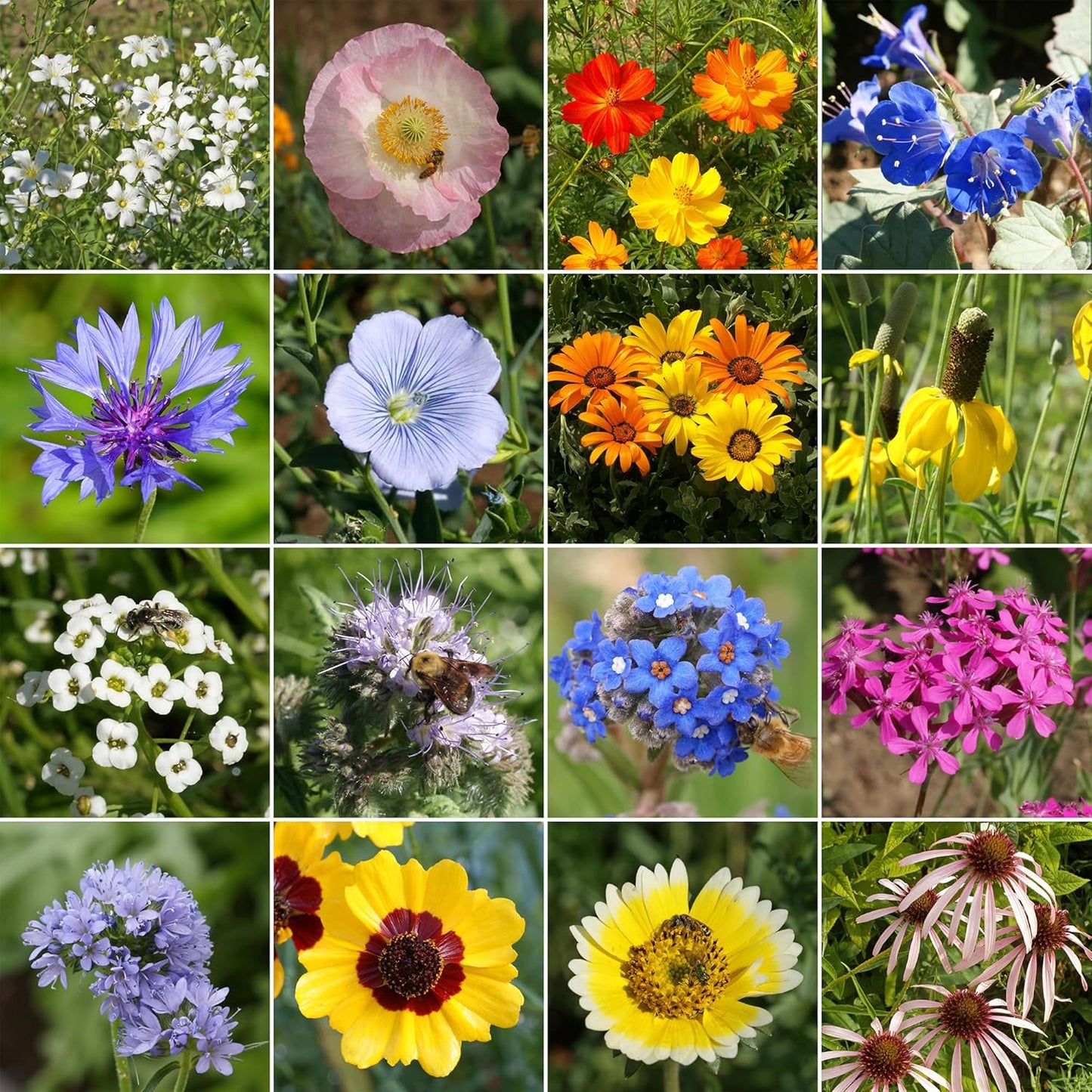 Ferry-Morse Dry Climate Mix Bulk Wildflower Seeds, 1lb