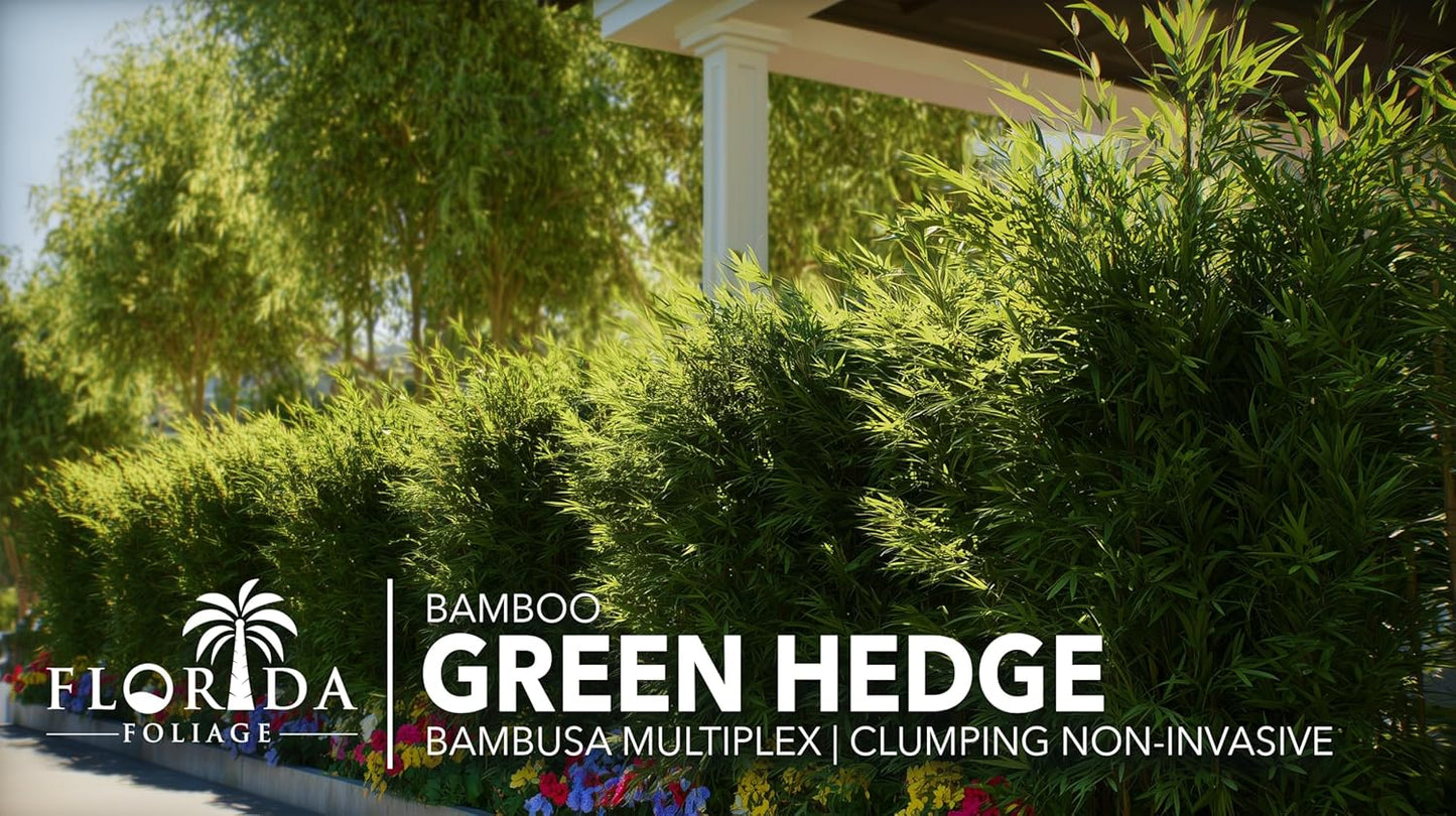 Green Hedge Bamboo | 5 Large Gallon Size Plants | Bambusa multiplex | Fast Growing Privacy Screen | Clumping Bamboo for Landscapes Gardens Walkways Accent Foundation Beds Decorative Garden