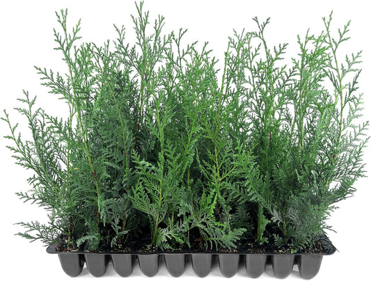 Leyland Cypress | 20 Live Plants | Cupressocyparis leylandii | Fast Growing Privacy Trees, Evergreen Landscape Plants, Drought Tolerant, Low Maintenance, Windbreak, Hardy