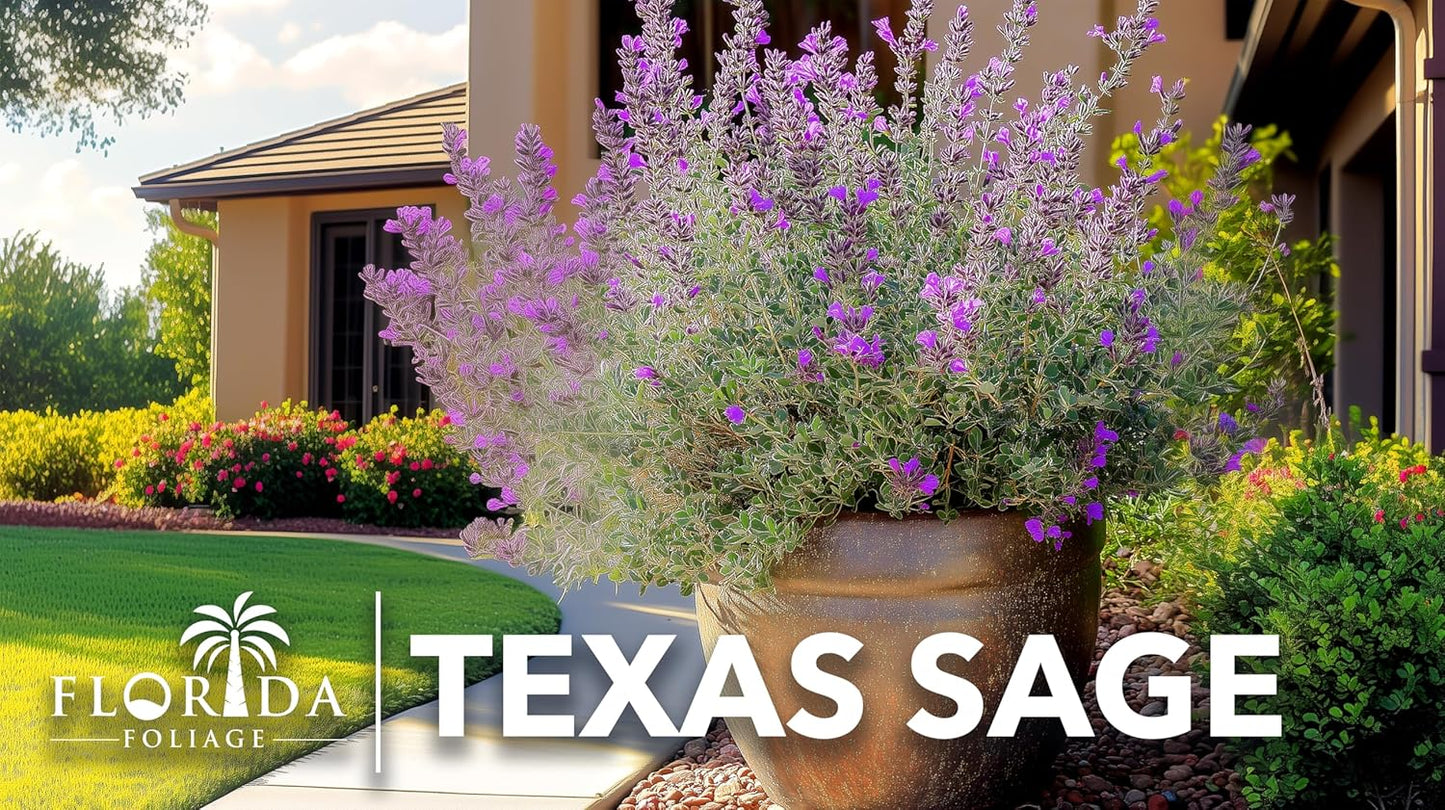 Texas Sage | 10 Live Plants | Leucophyllum frutescens | Drought-Tolerant Shrub for Landscaping | Hardy Evergreen with Silver Foliage and Purple Blooms
