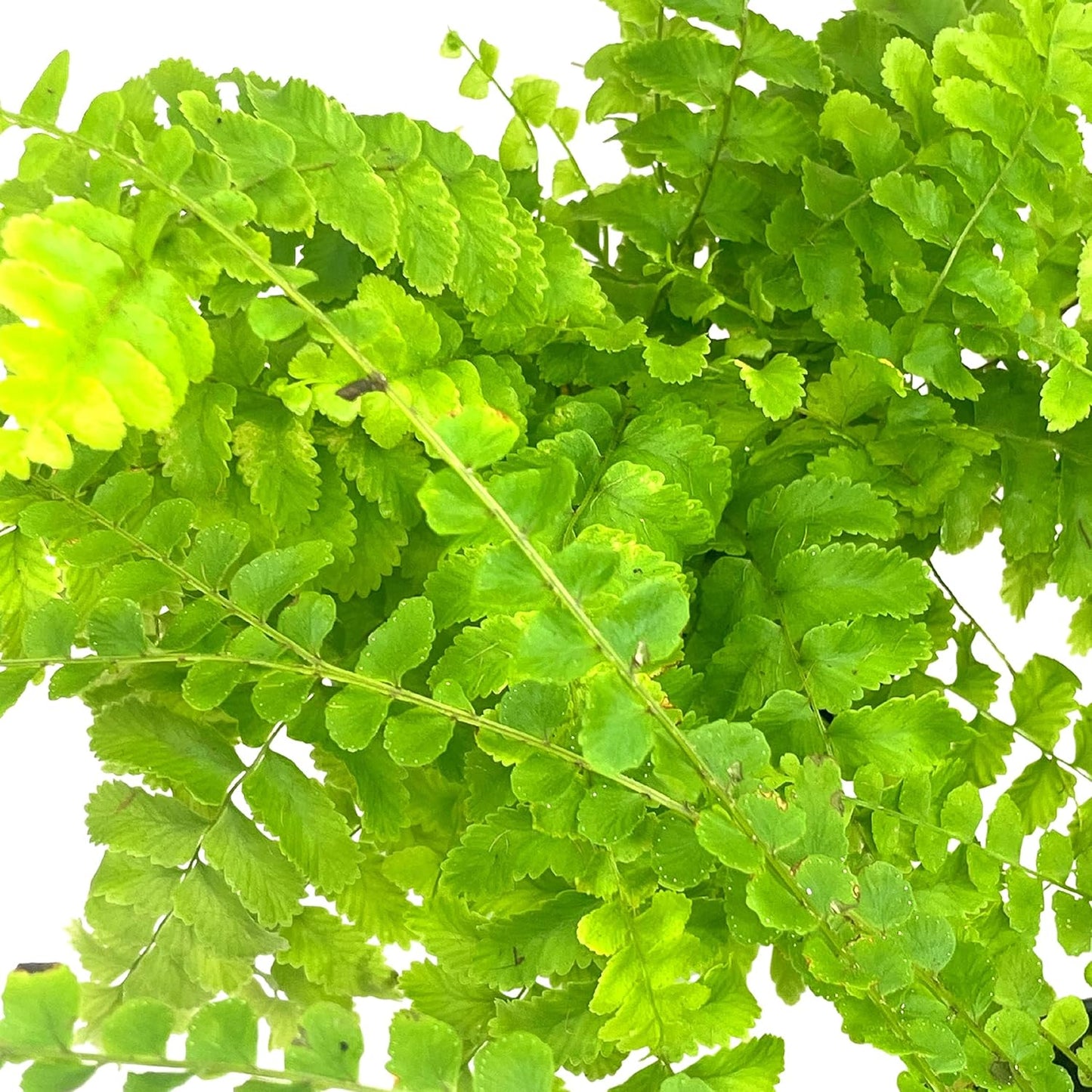 BubbleBlooms Boston Fern Assortment, 3 Different 4 inch Boston Ferns, Nephrolepis exaltata Variety Mix