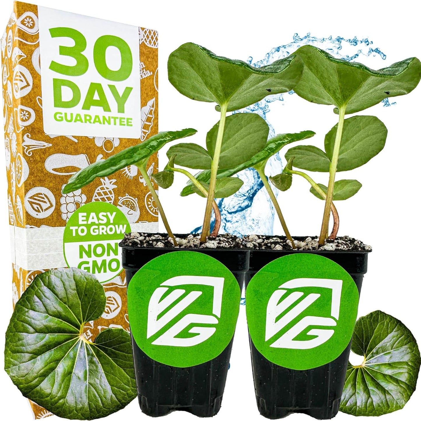 Tractor Seat Plant (Leopard Plant) – Farfugium Japonica VAR. Gigantea by Wellspring Gardens – Large Glossy Foliage – Shade-Loving Ornamental – Great for Containers & Landscaping (2-Pack)