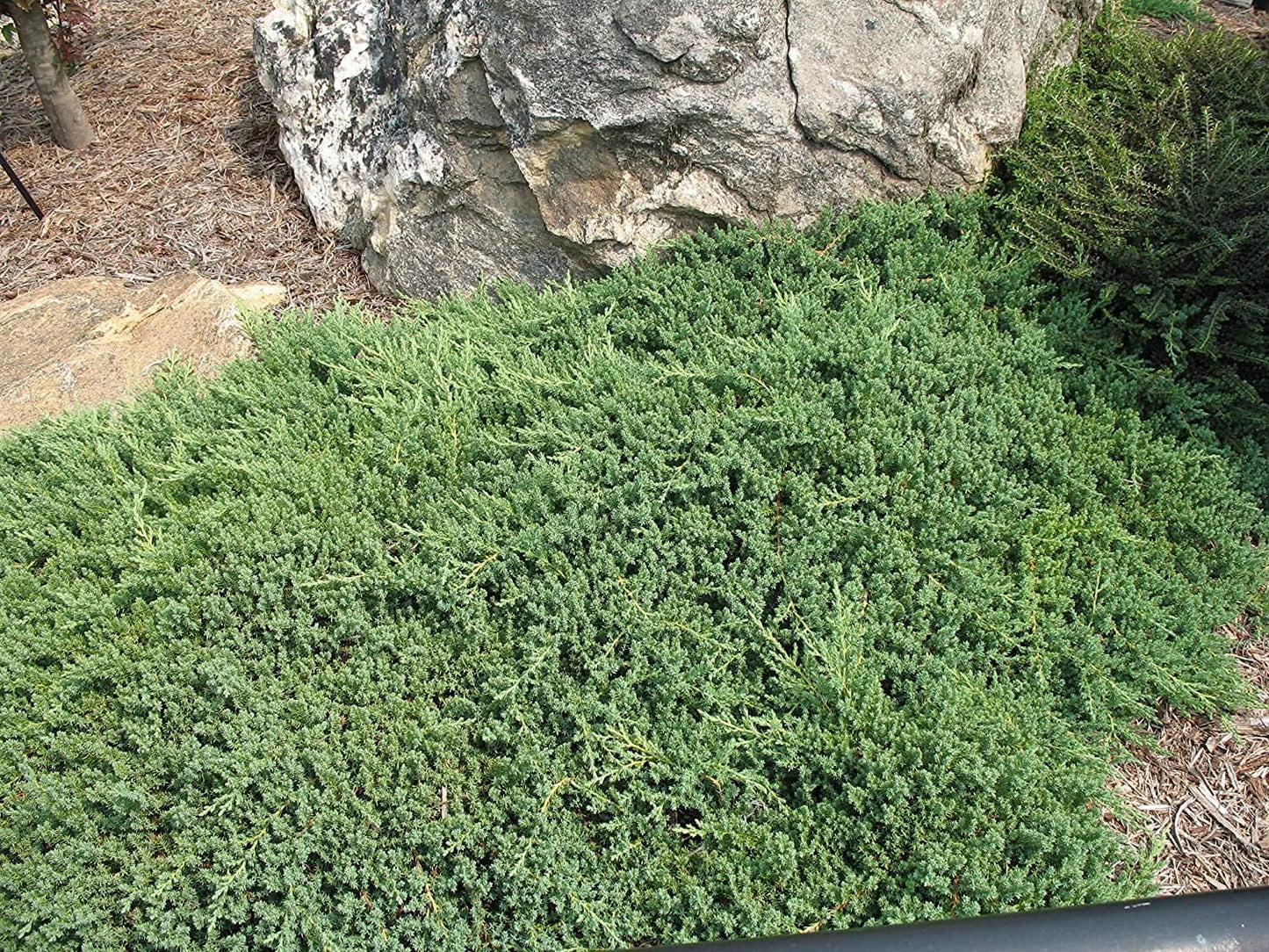 Juniper Procumbens Nana - 10 Live Plants - Drought Tolerant Evergreen Groundcover - Great for Bonsai