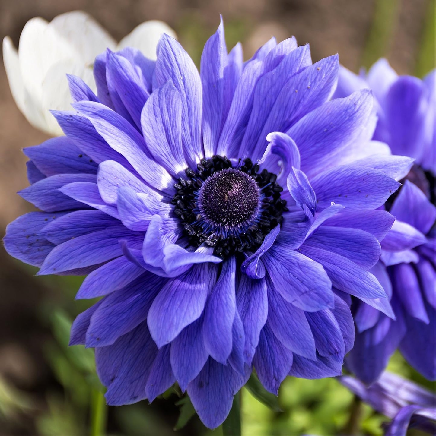 Easy to Grow Anemone Lord Lieutenant 20 Plant Bulbs - Blue Violet Flowers in Spring Outdoor