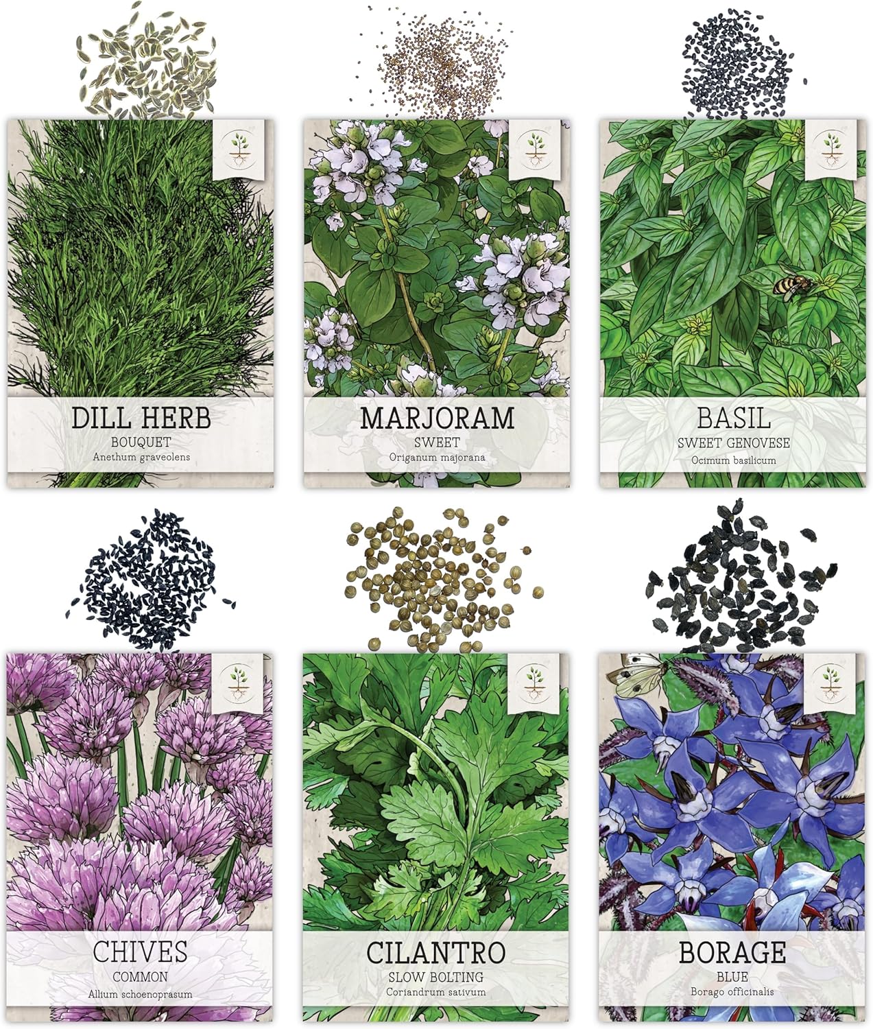 Seed Needs Herb Seeds Variety Pack Culinary Herb Collection (12 Individual Packets for Planting Indoors or Outdoors) Grow Your Own Herb Garden - Heirloom, Non-GMO
