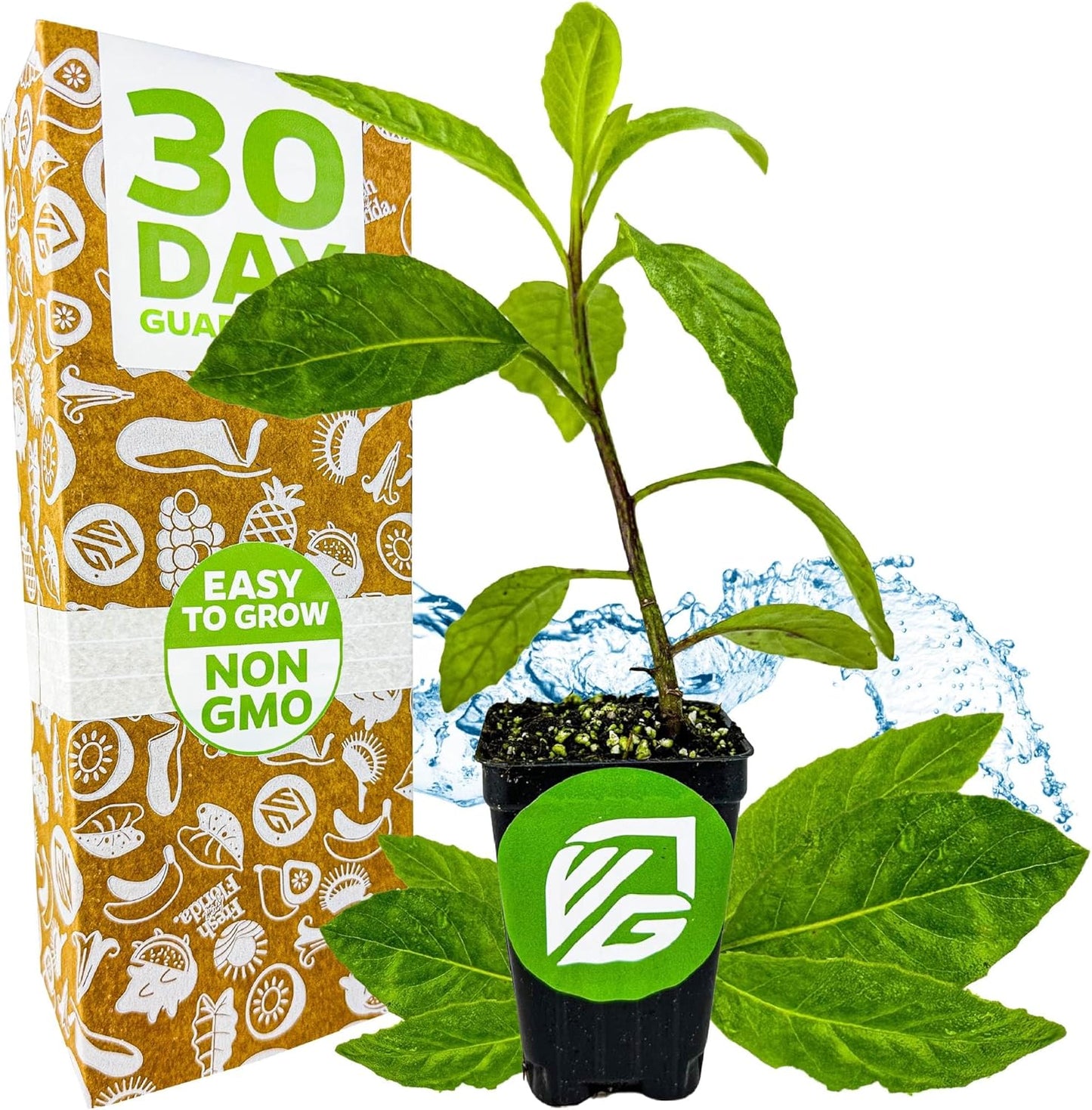 Longevity Spinach Live Plant - Gynura procumbens - Wellspring Gardens Nutrient-Rich Live Vegetable Plants - Vibrant & Healthy Plants, Easy to Grow & Maintain - Ideal for Outdoor & Indoor Planting