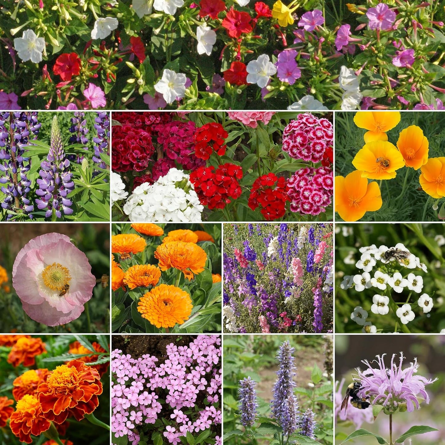 Ferry-Morse Deer Resistant Mix Bulk Wildflower Seeds, 1lb