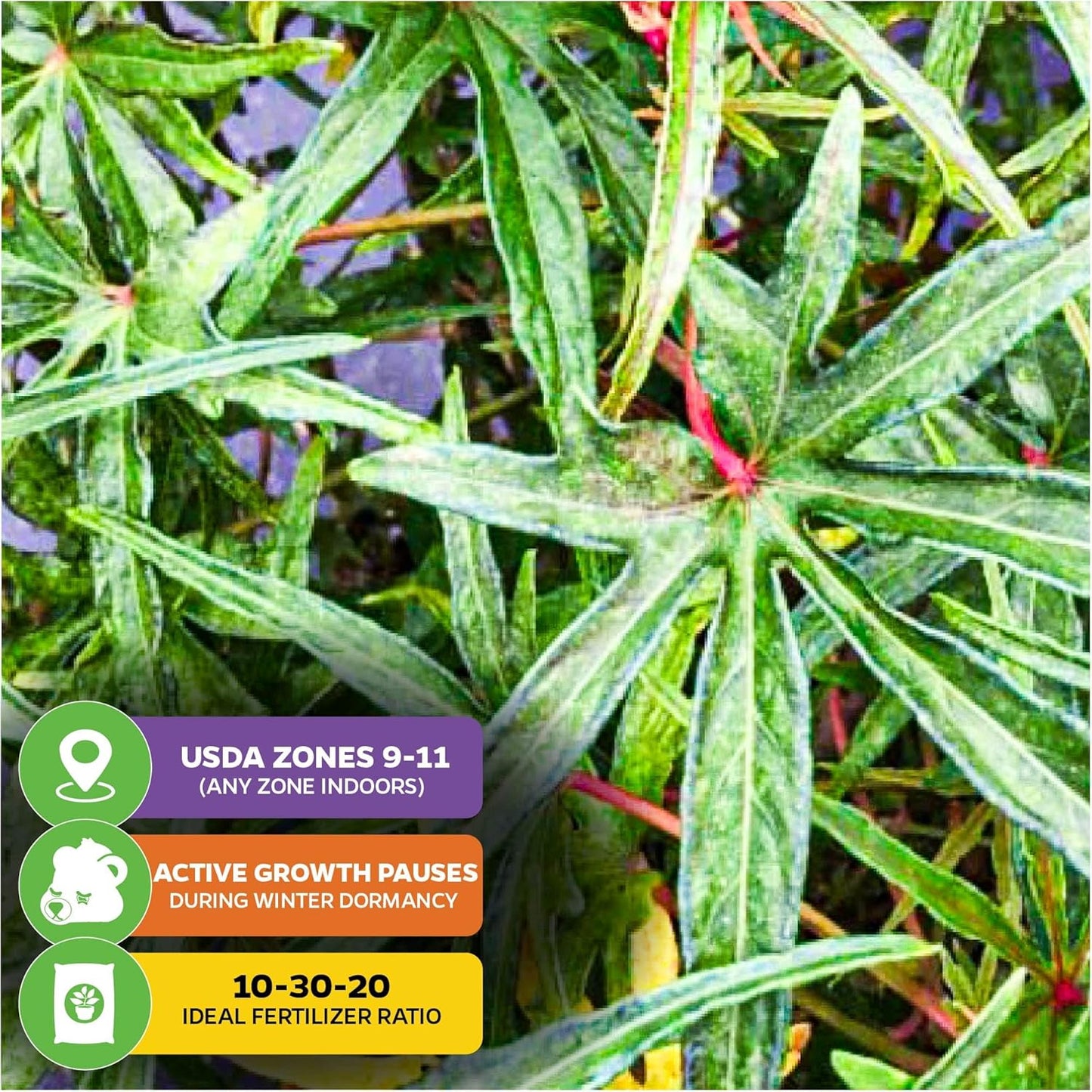 Chief Kubo's Prize South Sea Salad Tree (BeLe Tree) - Abelmoschus Manihot - Wellspring Gardens Starter Plant - Vegetable Plant Live - Ideal for Indoor & Outdoor Growing for Garden