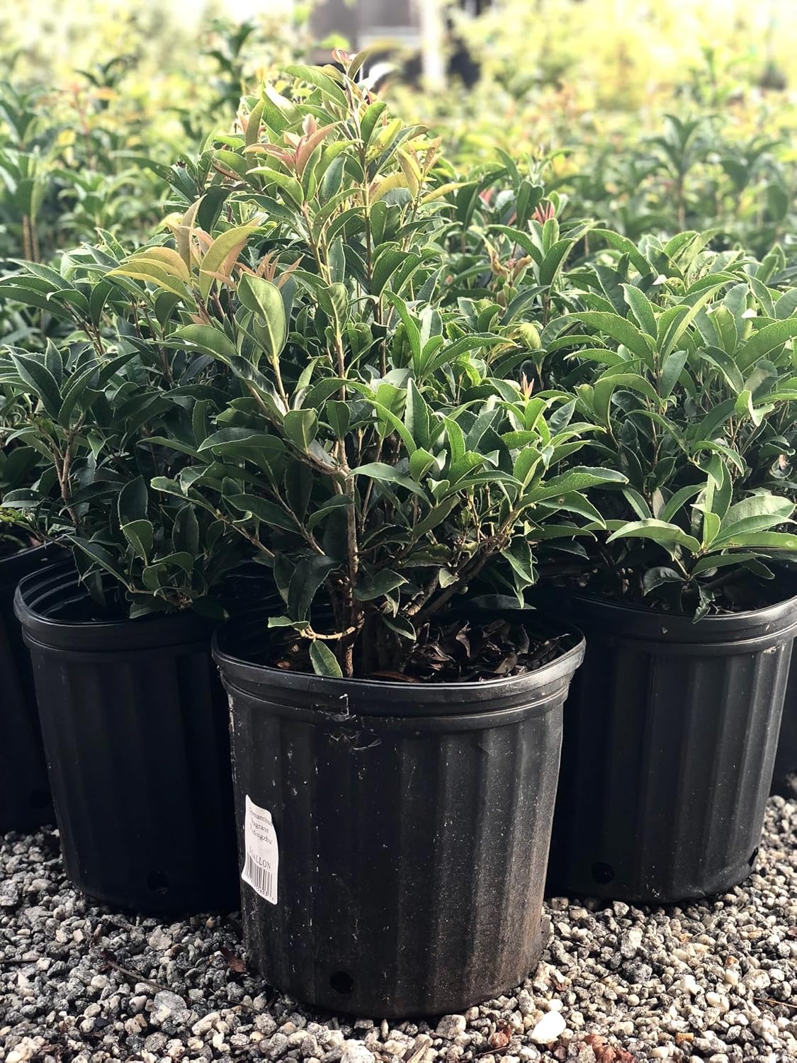 Fudingzhu Fragrant Tea Olive - Live Plant - 2 Gallon Pot