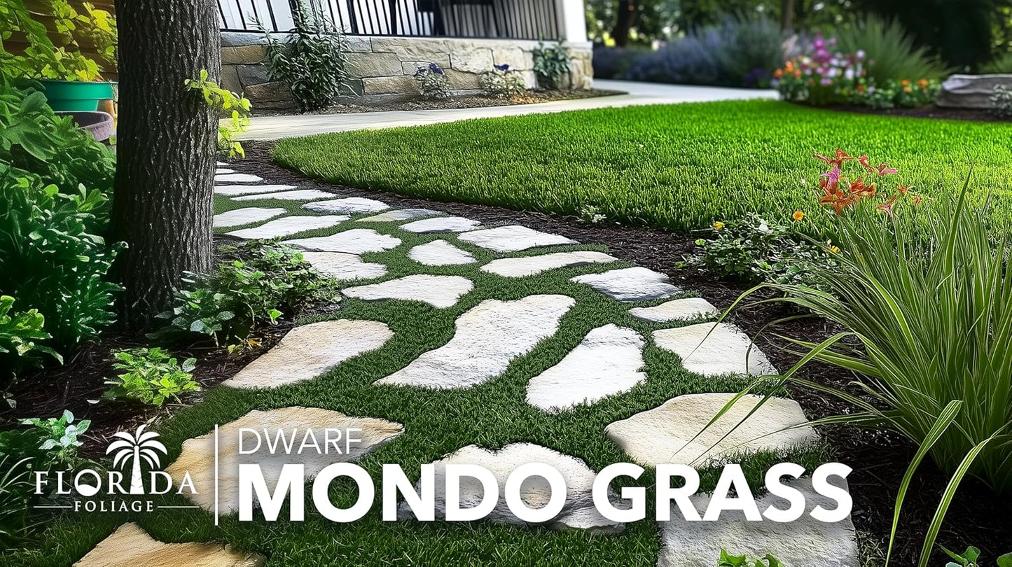 Dwarf Mondo Grass | 3 Live Plants | Ophiopogon Japonicus Nana | Lush Ground Cover | Shade Loving Low Maintenance Garden Solution | Ideal for Landscaping and Borders | Hardy and Evergreen
