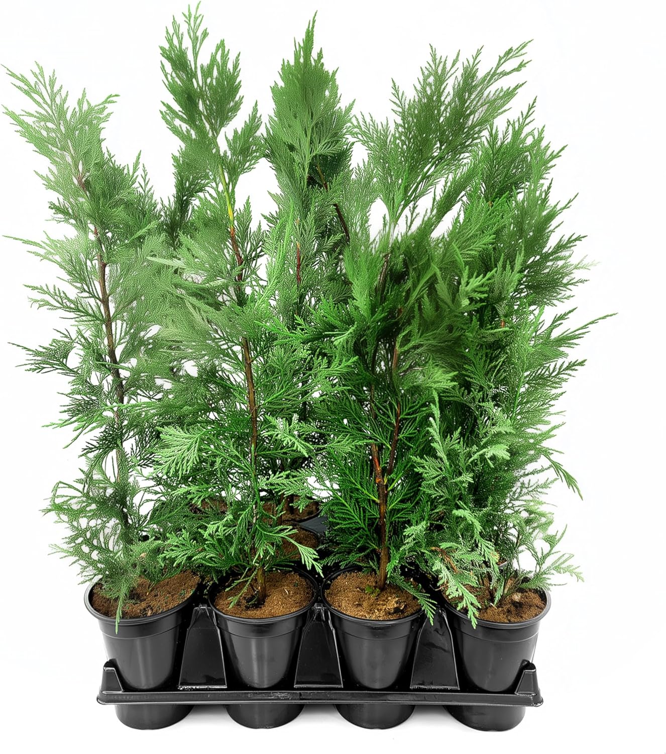 Leyland Cypress | 5 Quart Size Plants | Cupressocyparis leylandii | Fast Growing Privacy Trees, Evergreen Landscape Plants, Drought Tolerant, Low Maintenance, Windbreak, Hardy