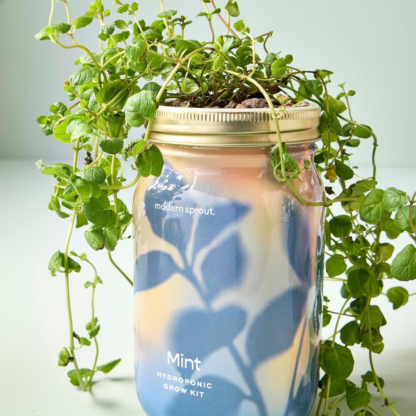 Modern Sprout Mason Garden Jar - Self-Watering Hydroponics Growing System Kit with Organic Herb Seeds - Jar Planter for Indoor Herb Garden - Seed Starter Kit - Home Decor & Gifting - Mint