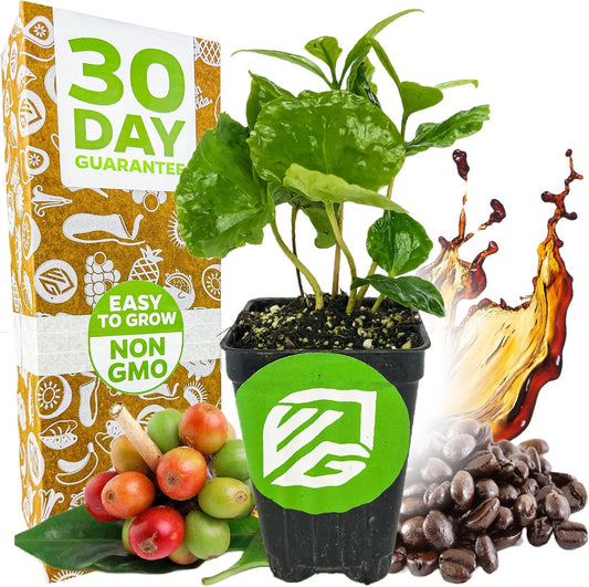 Coffee Live Plant - Coffea Arabica - Wellspring Gardens Starter Plant - Great for Gardeners & Coffee Lovers - Shrub Tree for Home Garden & Yard - Grow Your Own Coffee Beans - for Indoor or Outdoor