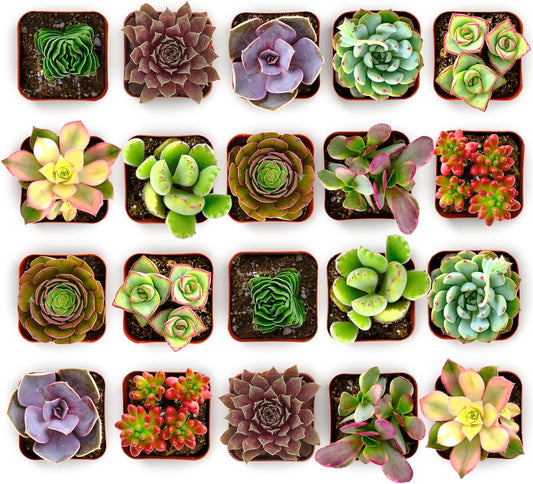Shop Succulents Colorful Succulent Plant Pack 2" Grow Pot Pack of 20