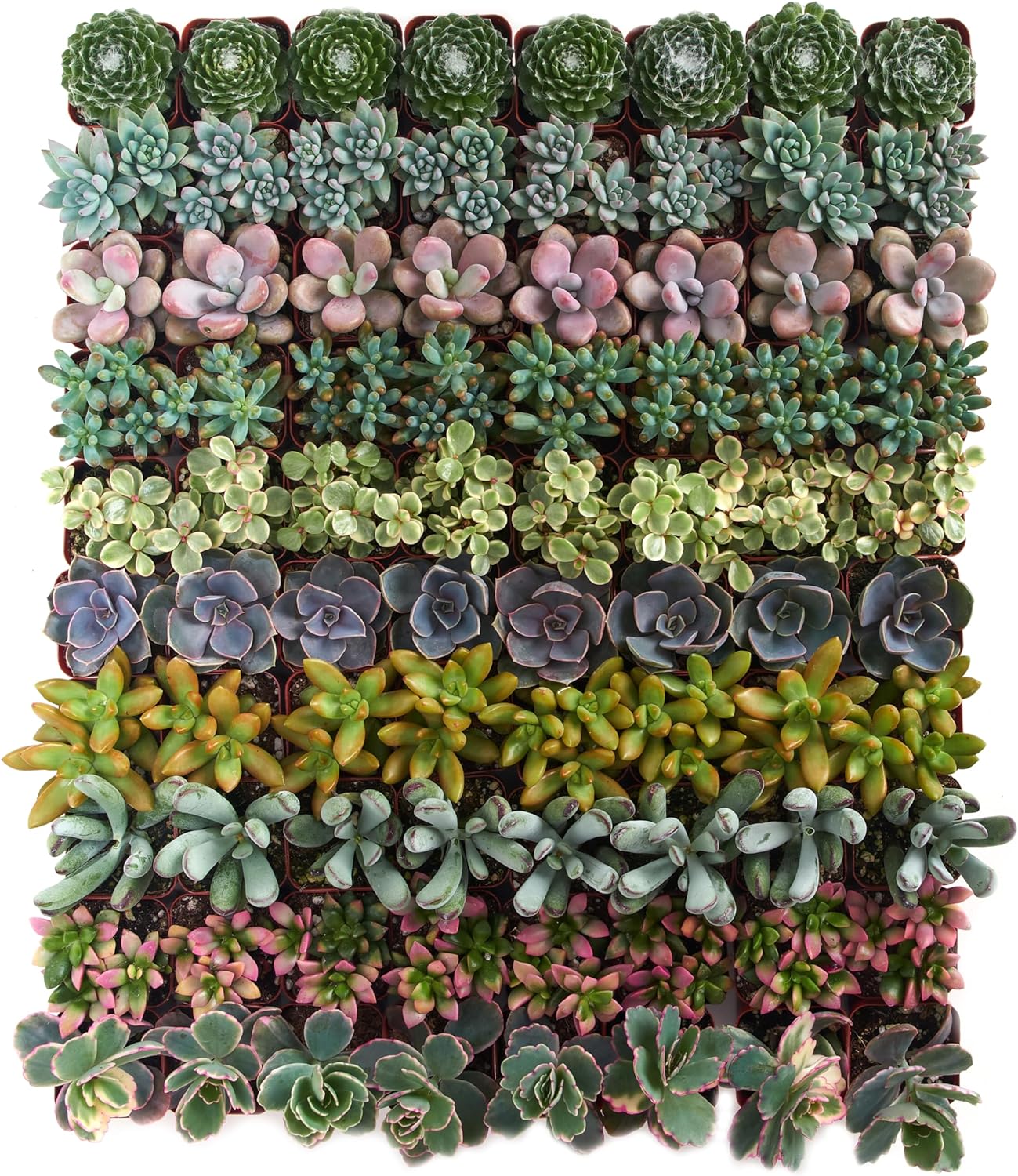 Shop Succulents Assorted Succulent Plant Pack Collection - Live Mini Succulent Plants, Low Maintenance, Mixture of Colors & Textures - Wedding and Party Favors, Gift & Garden, Pack of 100