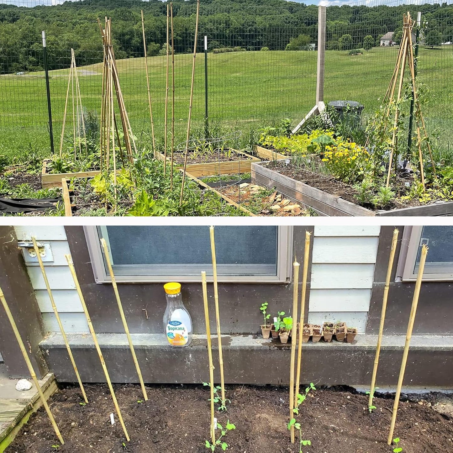 50Pcs Garden Stakes, 0.32”/16 Inch Bamboo Sticks，Natural Plant Stakes for Indoor and Outdoor Plants，Poles for Tomatoes, Beans, Potted Plants