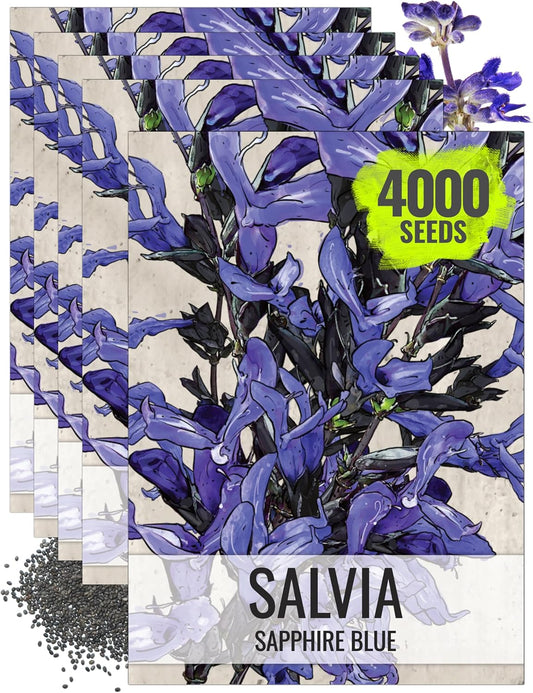 Seed Needs Sapphire Blue Sage Seeds for Planting - Heirloom & Open Pollinated Salvia - Grow a Butterfly Garden with Perennial Flowering Plants (5 Packs)
