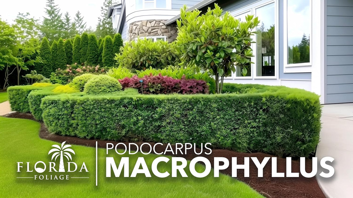 Podocarpus Macrophyllus Japanese Yew | 50 Live Plants | Podocarpus macrophyllus | Privacy Hedge Shrub | Evergreen Landscaping Plants for Gardens & Borders