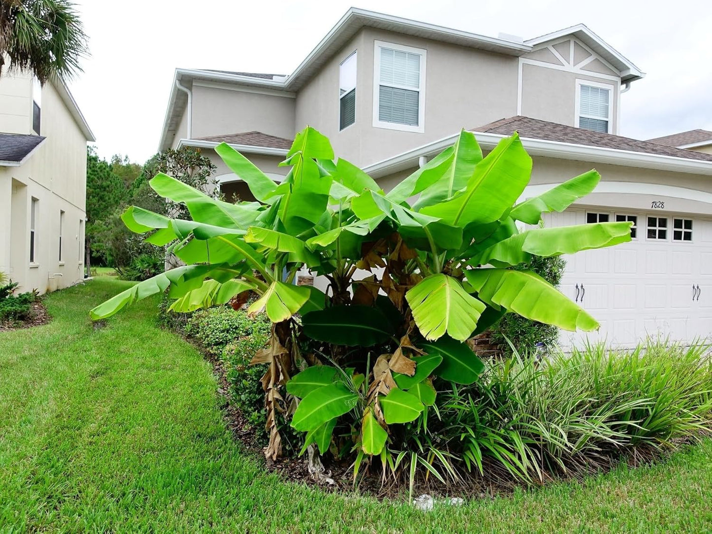 Greenwood Nursery: Live Perennial Plants - Musa Basjoo Cold Hardy Banana - [Qty: 1x Pint Pot] - (Click for Other Available Plants/Quantities)