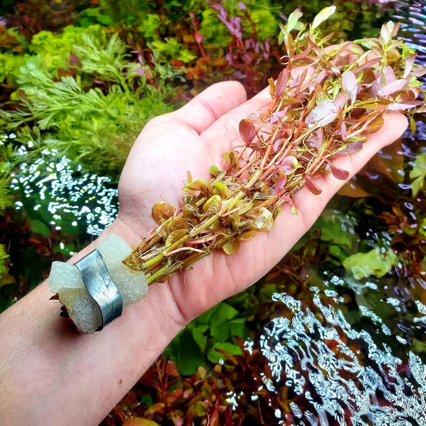 Live Aquarium Red Stem Plants - Freshwater Aquatic Plant for Fish Tanks, Aquascaping - (Rotala Wallichii, 1 Bunch)