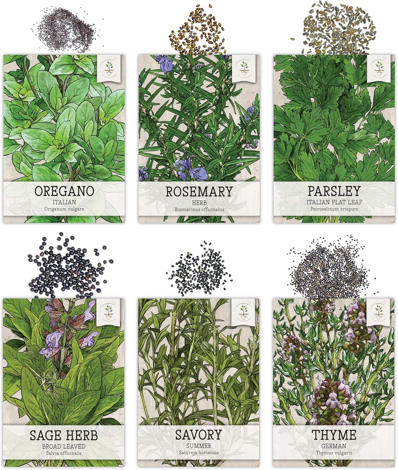Seed Needs Herb Seeds Variety Pack Culinary Herb Collection (12 Individual Packets for Planting Indoors or Outdoors) Grow Your Own Herb Garden - Heirloom, Non-GMO