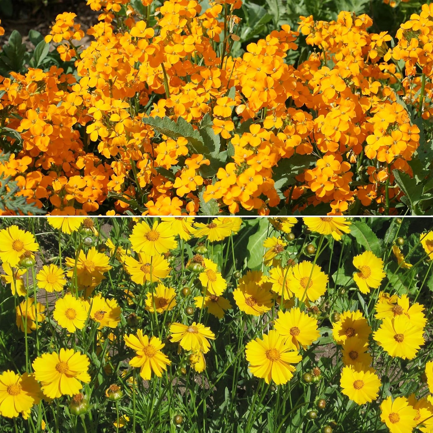 Ferry-Morse Cool Season Mix Bulk Wildflower Seeds, 1lb