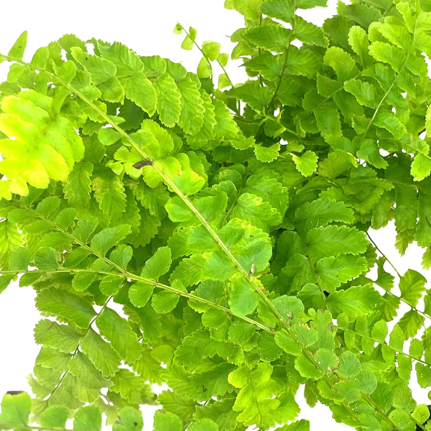 BubbleBlooms Boston Fern Assortment, 3 Different 4 inch Boston Ferns, Nephrolepis exaltata Variety Mix