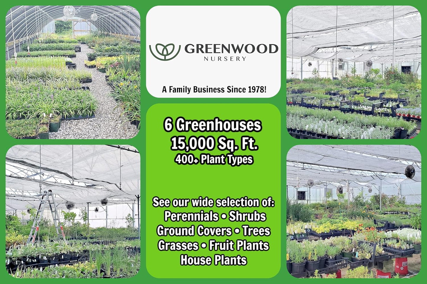 Greenwood Nursery: Live Perennial Plants - Shasta Daisy Becky + Leucanthemum Superbum - [Qty: 3X 3.5 Pots] - (Click for Other Available Plants/Quantities)