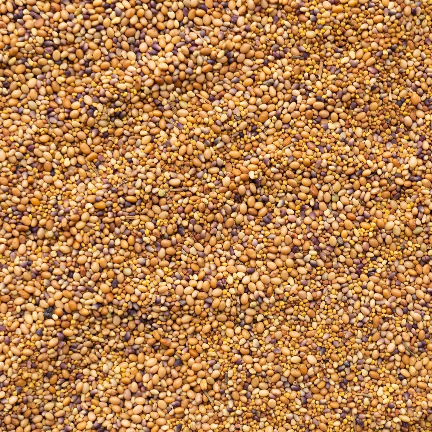 Clover Trio Seed Blend – Premium 25 LB Bulk ~4,480,000 Seeds – Red, White & Crimson Clover – Cover Crop & Soil Enrichment Mix