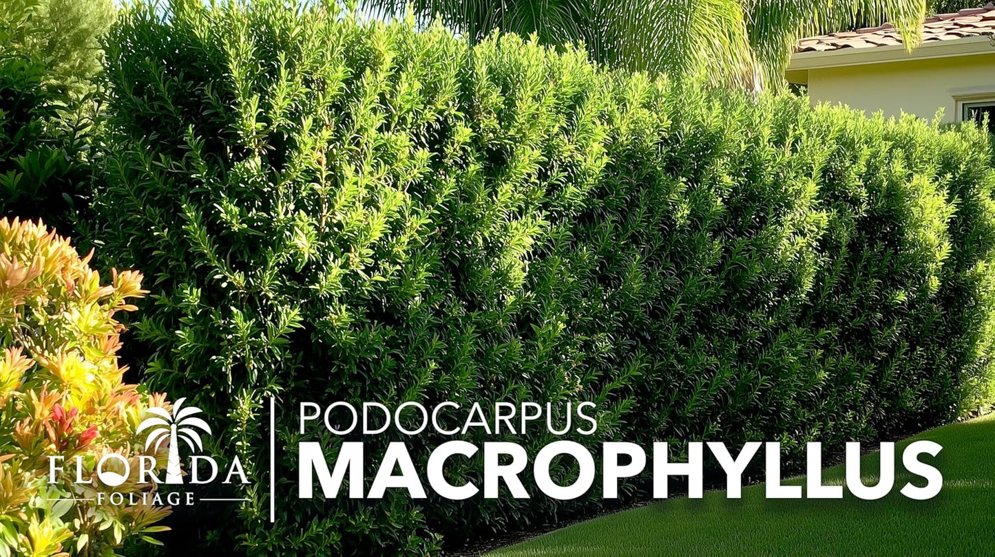 Podocarpus Macrophyllus Japanese Yew | 20 Live Plants | Podocarpus macrophyllus | Privacy Hedge Shrub | Evergreen Landscaping Plants for Gardens & Borders