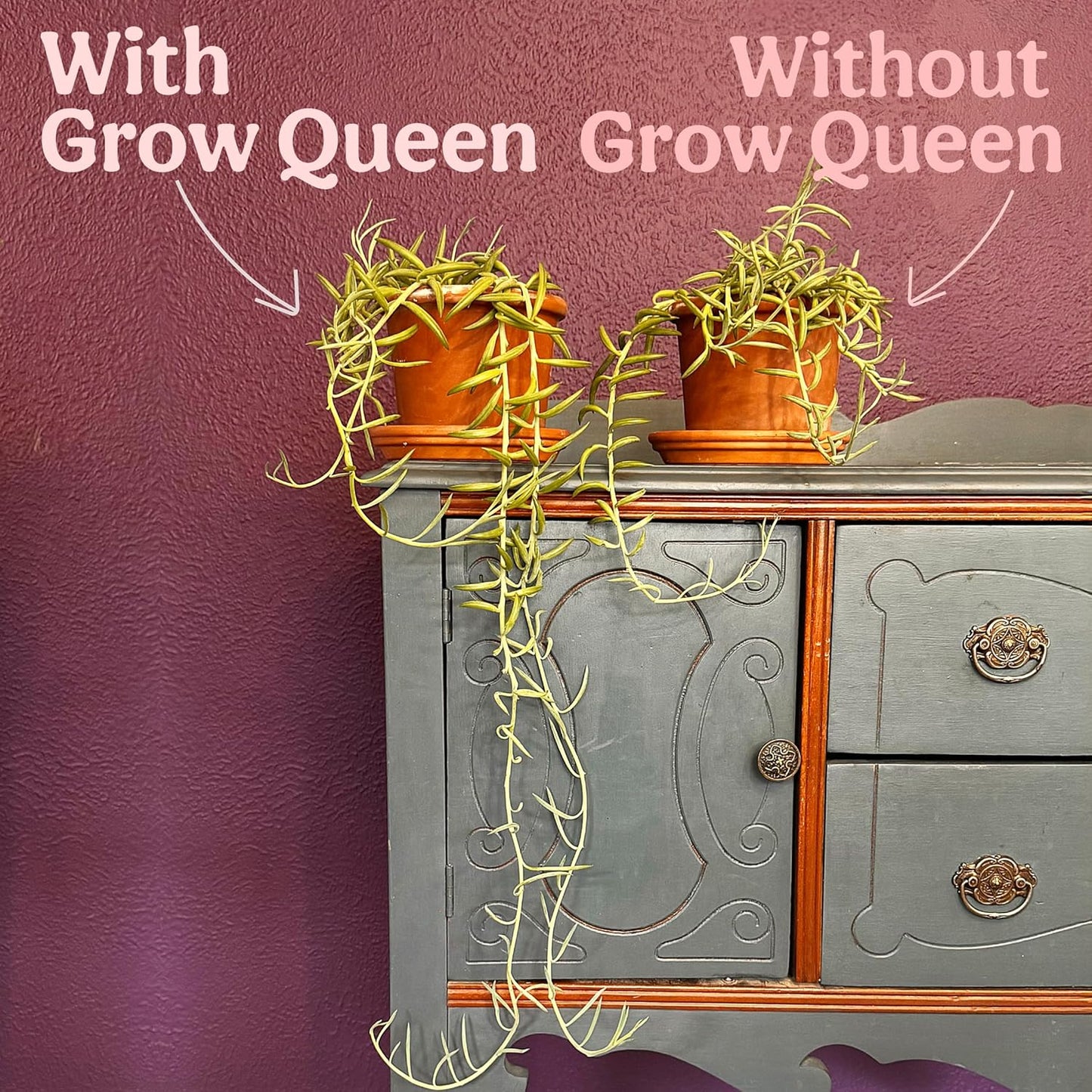 All-In-One Organic Succulent Fertilizer, Cactus Fertilizer, Succulent Plant Food, Bonsai & Cactus Food, 1lb bag = 25 Single Servings, Fast & Slow Release feeds up to 100 plants for 8 months