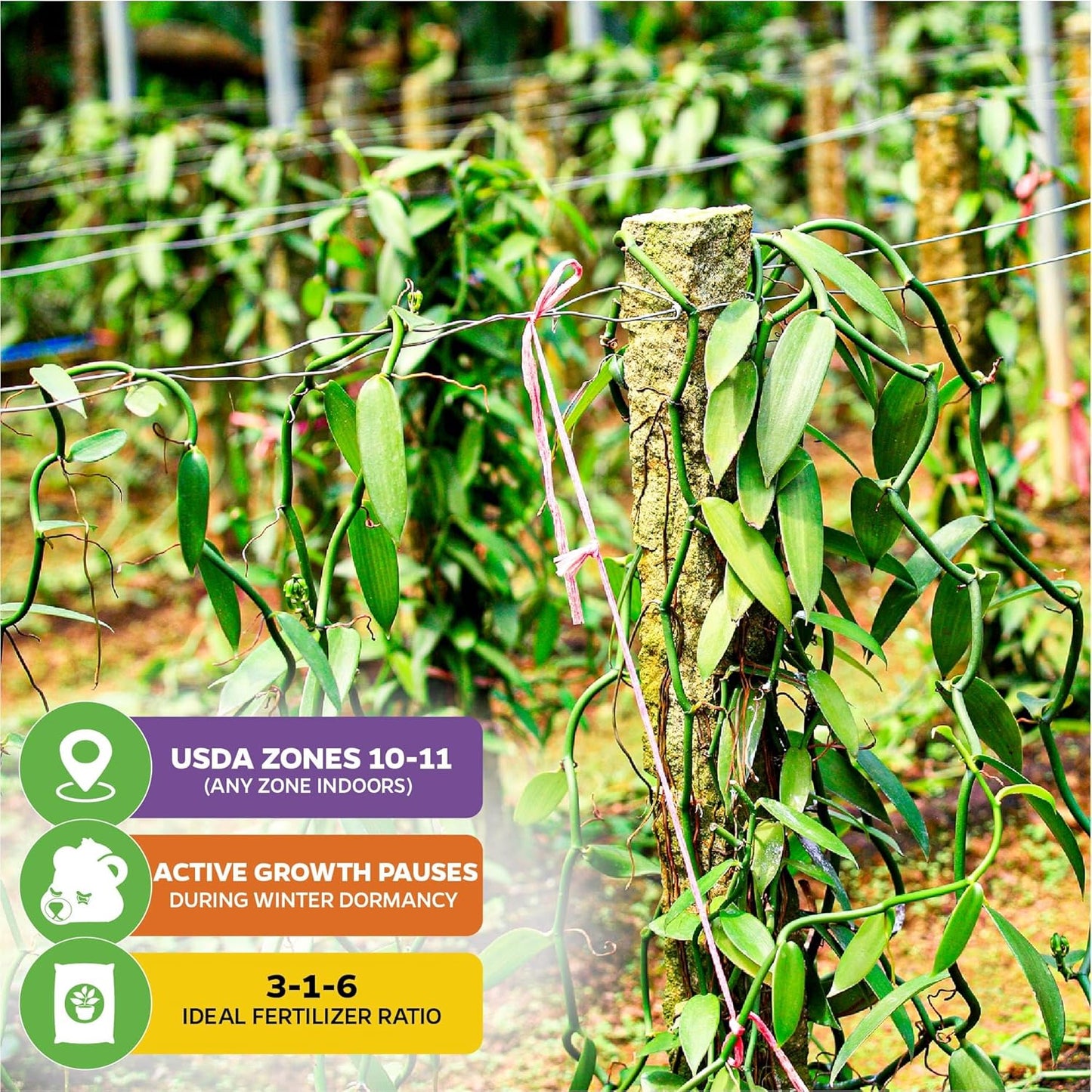 Vanilla Bean Orchid Live Plant (2-Pack) - Vanilla planifolia by Wellspring Gardens - Fragrant Vanilla Beans, Versatile Vine, Tropical Elegance, Aromatic Treasure - Vanilla Bean Starter Plant