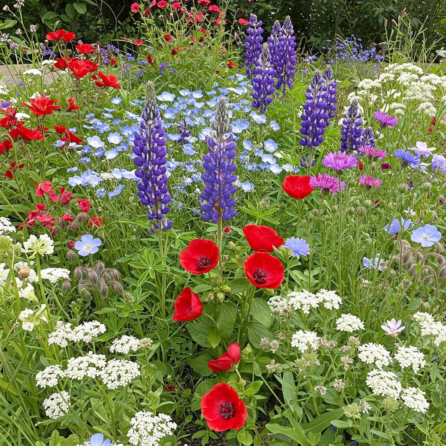 Ferry-Morse Red, White & Blue Mix Bulk Flower Seeds, 1lb