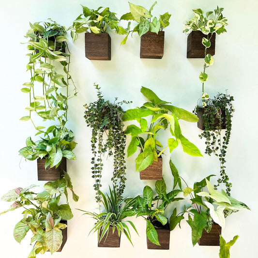 LaLaGreen Indoor Planter Box for Plants (4x4 Inch, 12 Pack) Small Square Wooden Wall Mounted Planters Wood Window Boxes Hanging Flower Pot Plant Holder Outdoor Herb Modern Vertical Garden Home Decor