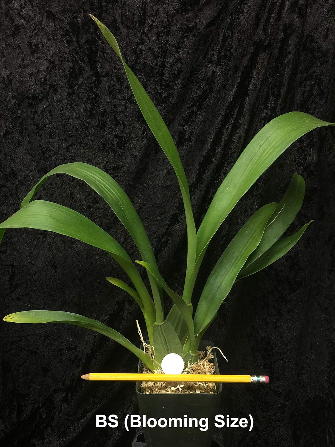 Oncidium Sharry Baby - Chocolate Fragrance Very Popular, Easy to Grow and Bloom (NOT in-Bud/Bloom When Shipped)